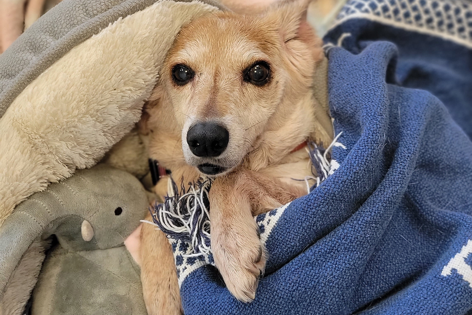 dog playing under blankets and toys