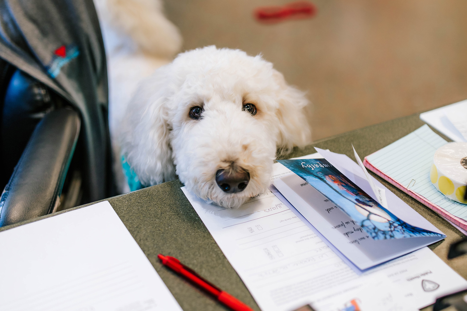 white dog at the animal hospital