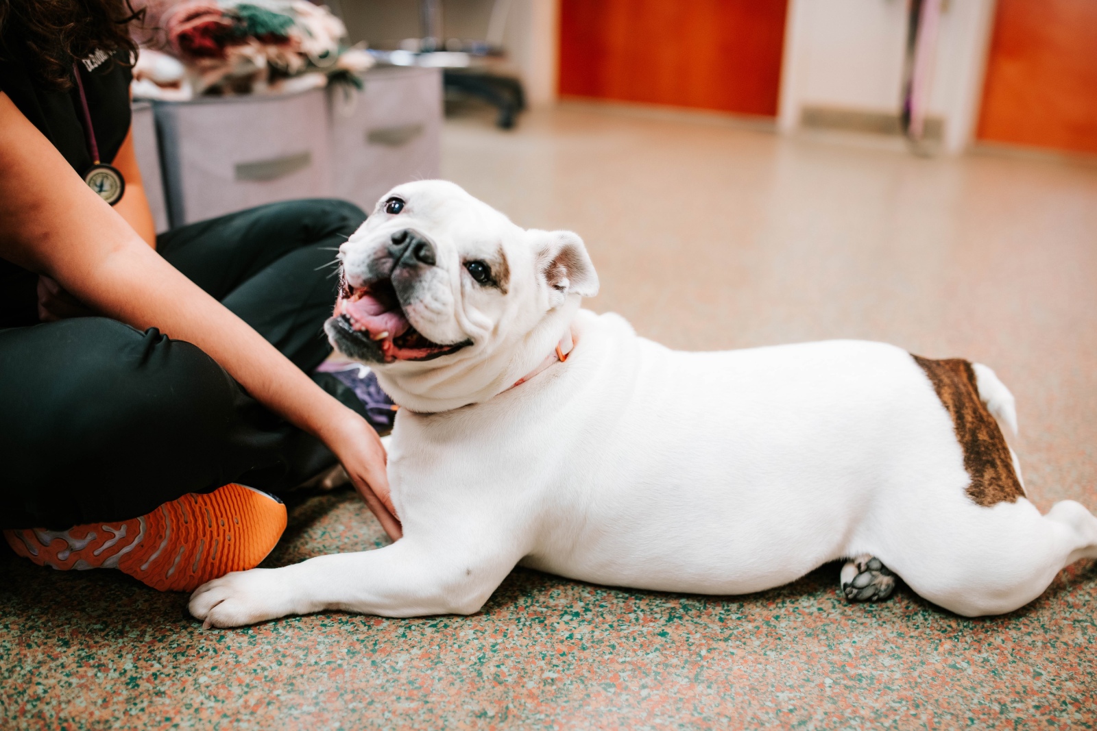 dog at the animal hospital sitting on the floor