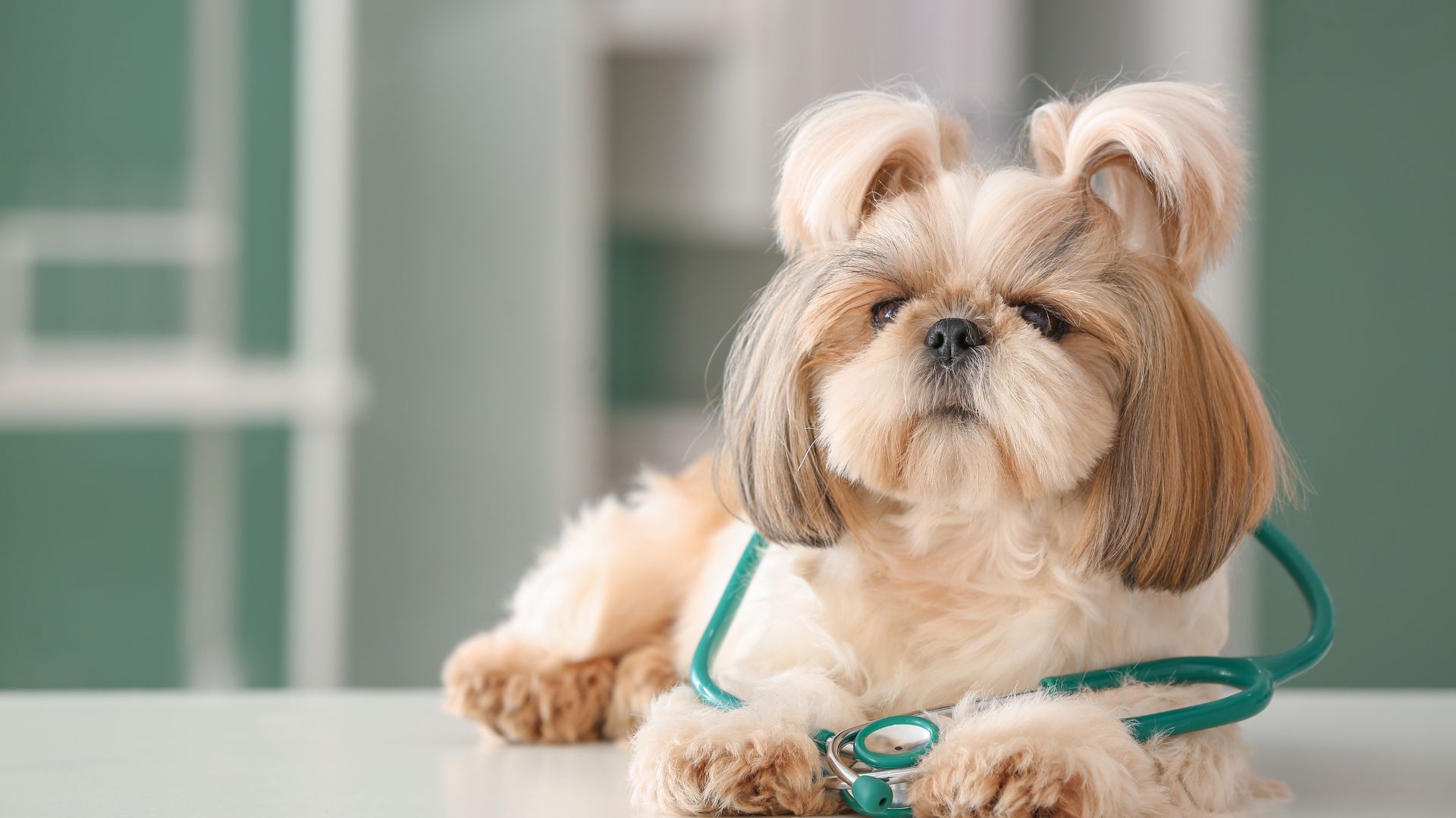 A dog with a stethoscope lying on a table