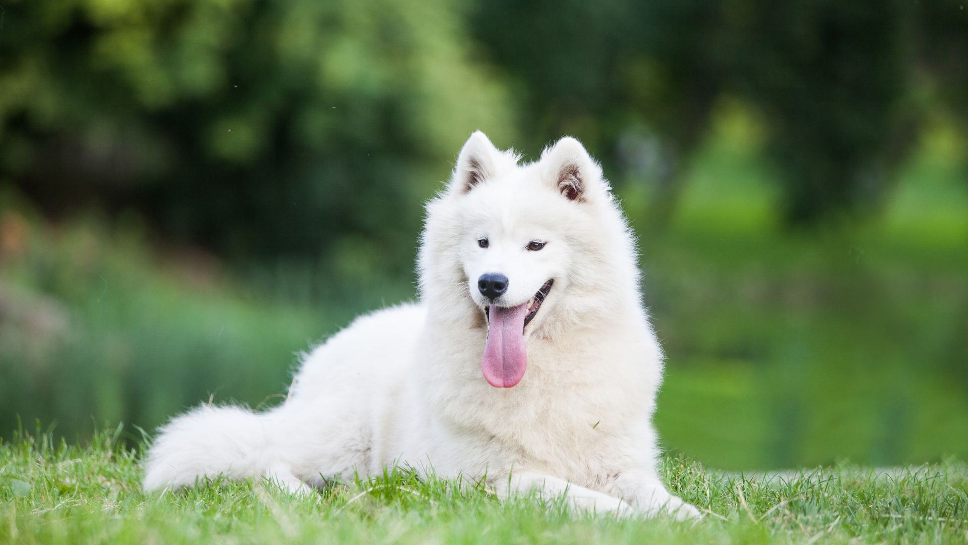 A happy white dog sitting on grass