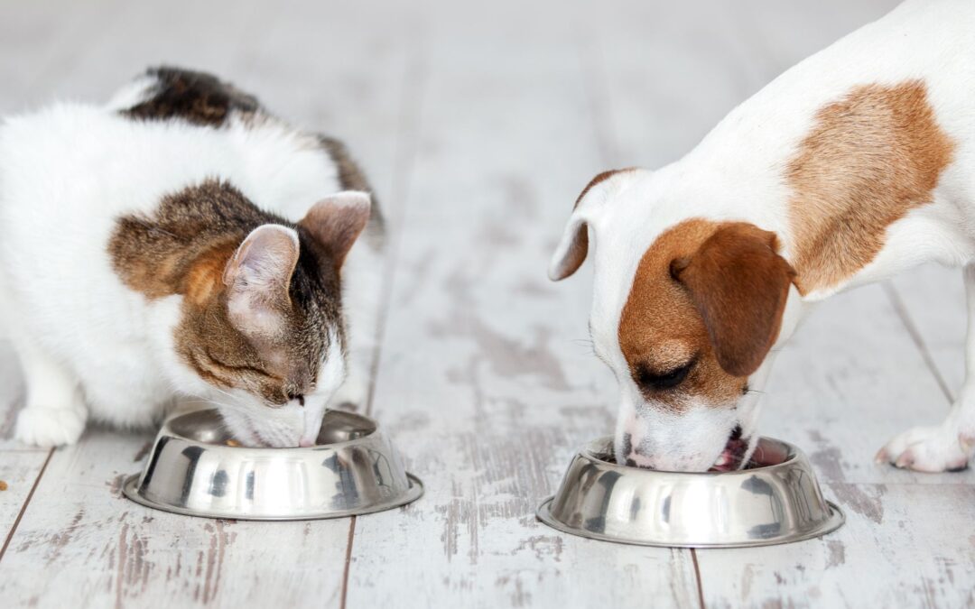 How to Choose the Right Pet Food