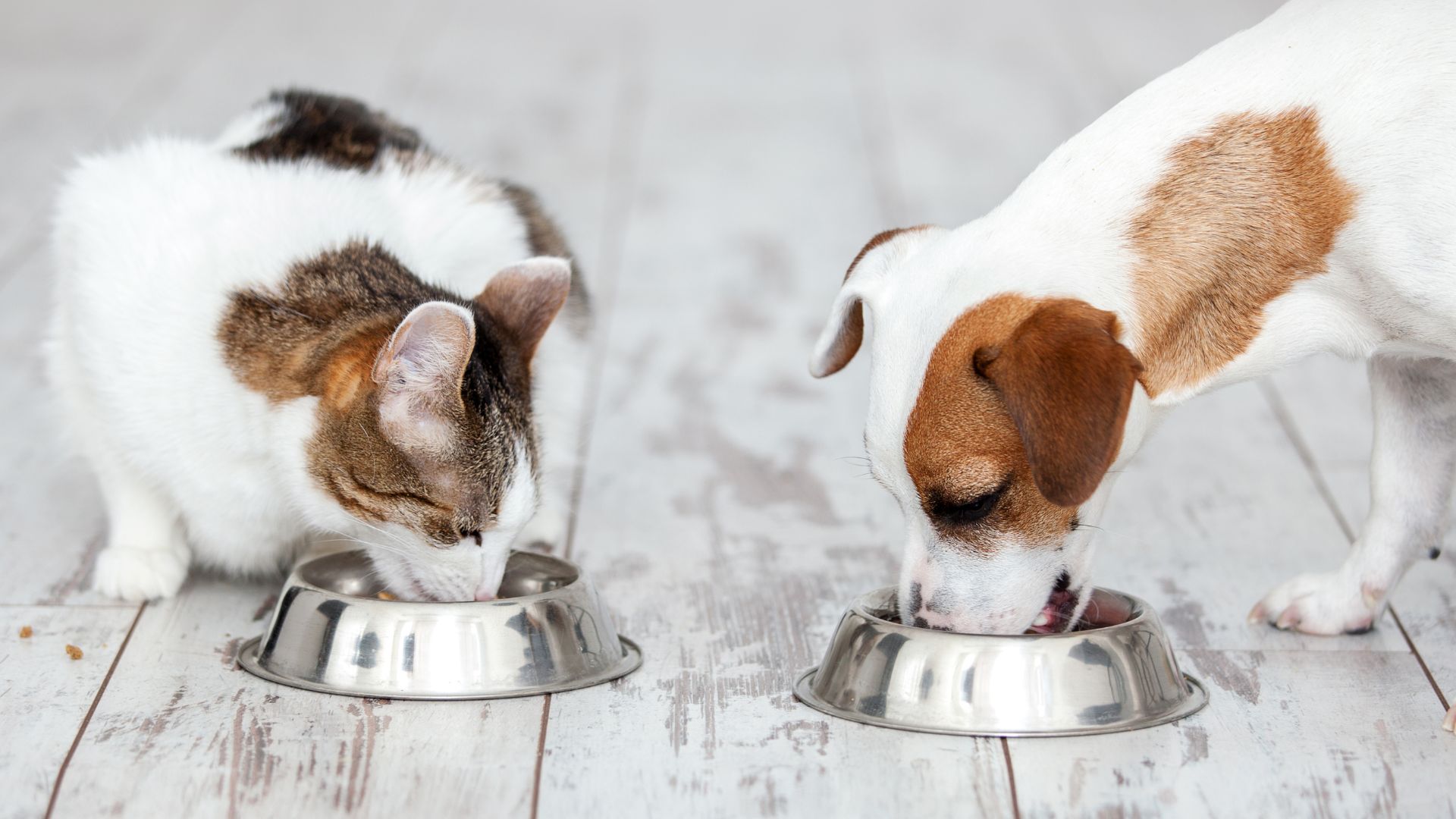 Cat and dog eating food from their bowls