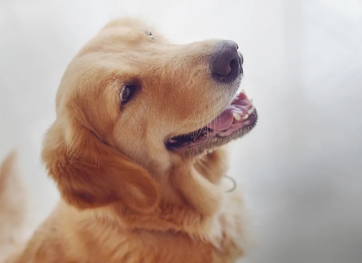 Close up image of a happy dog