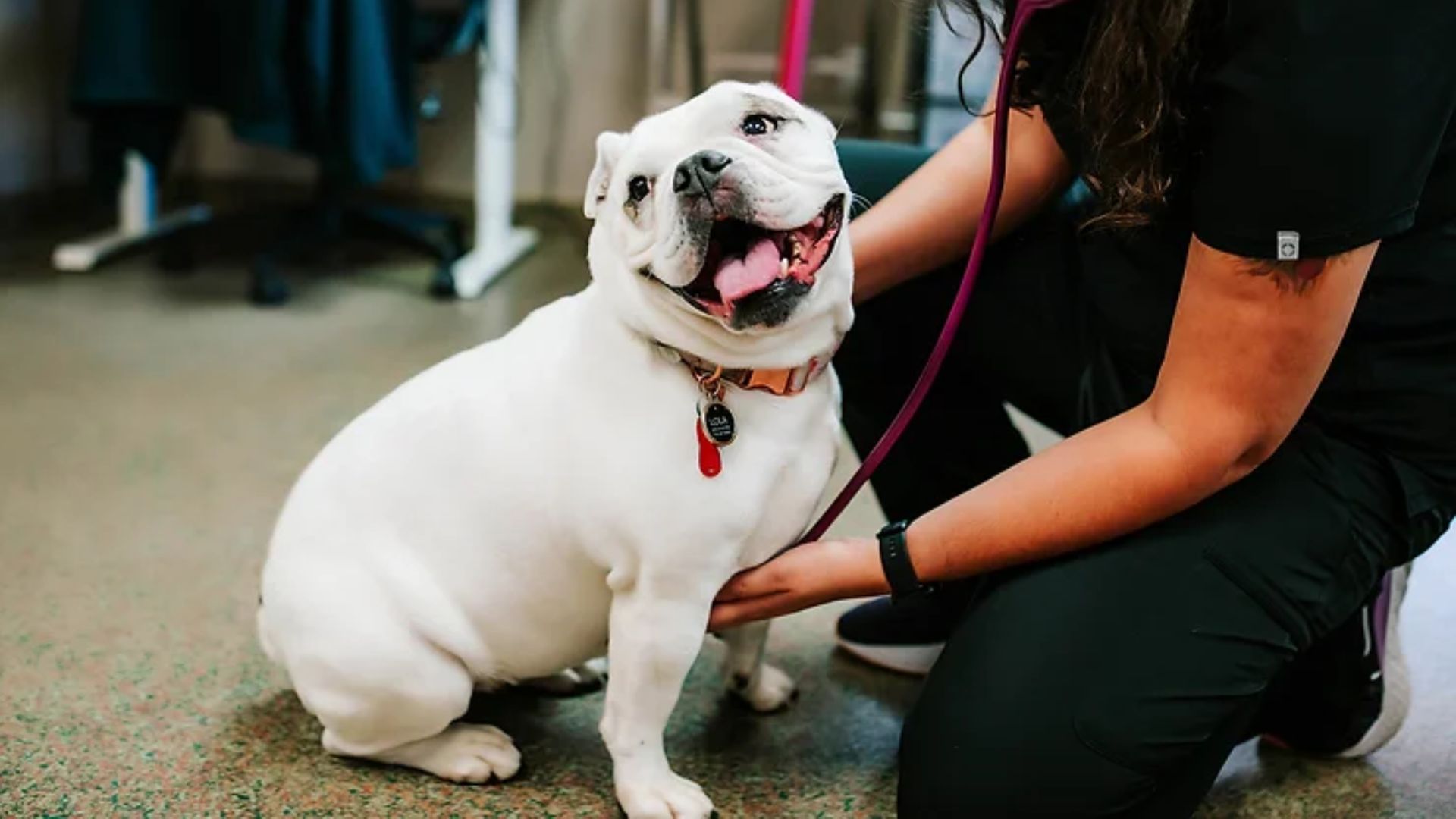 A vet examining a dog