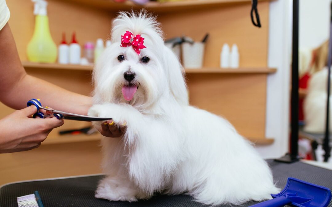 Pet Grooming 101: Tips For Pet Health