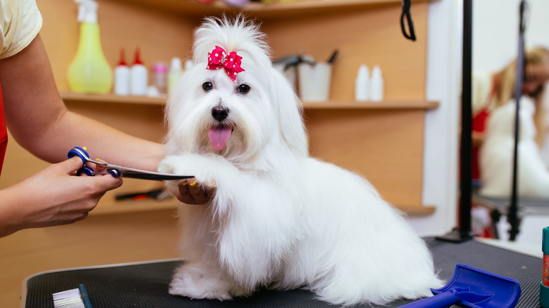 A groomer grooming a dog