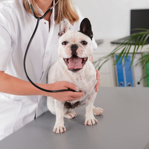 A lady vet examining a dog on a table