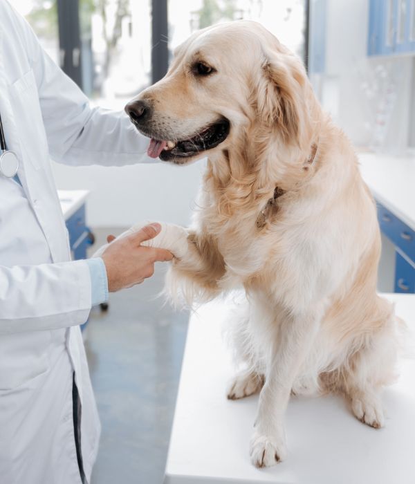 A vet examining a dog with a cast on its leg