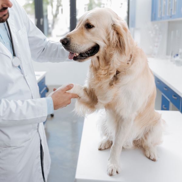 A vet examining a dog with a cast on its leg