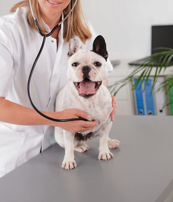 A lady vet examining a dog on a table