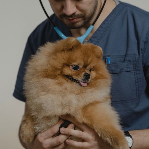 A vet examining a Pomeranian dog