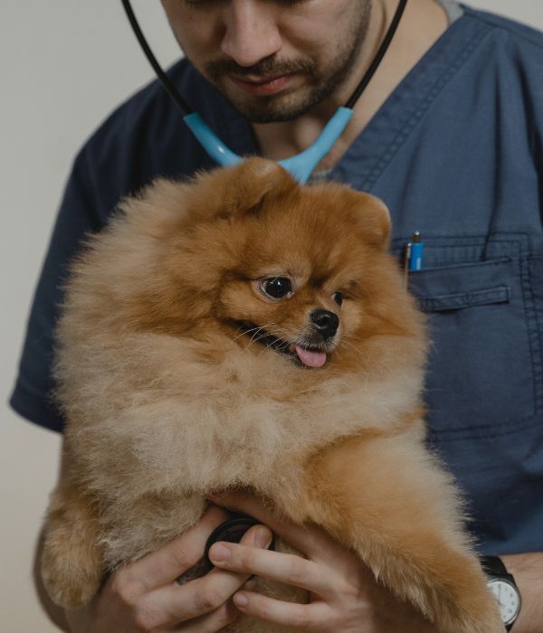 A vet examining a Pomeranian dog