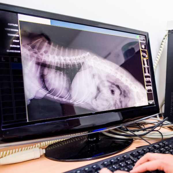 A vet examining x-ray of a pet on a computer