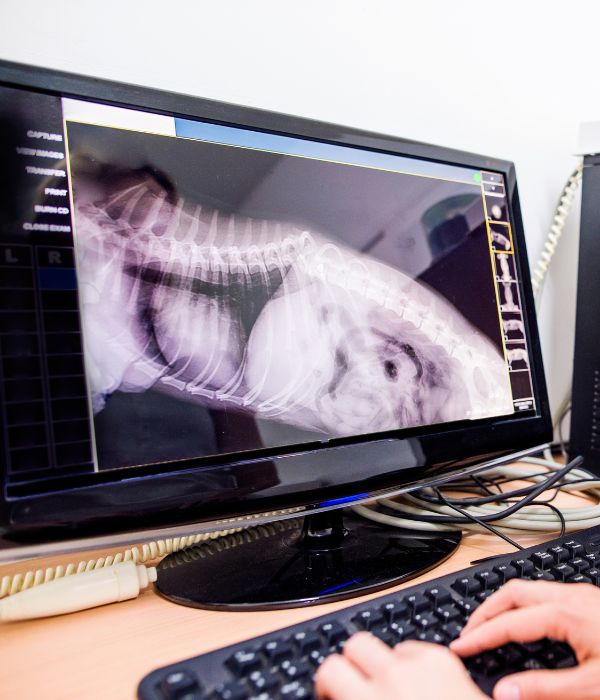 A vet examining x-ray of a pet on a computer