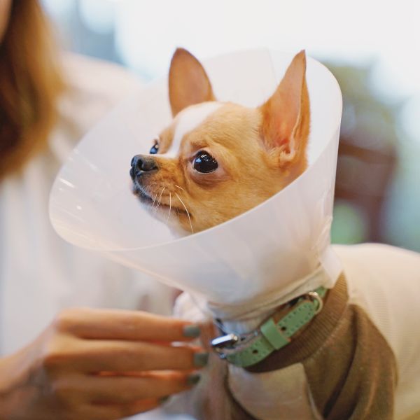 A vet putting surgery collar to a dog