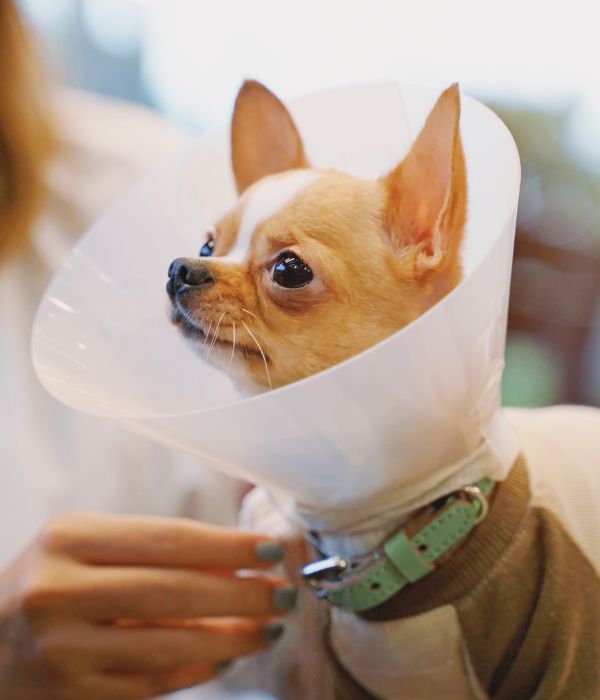 A vet putting surgery collar to a dog