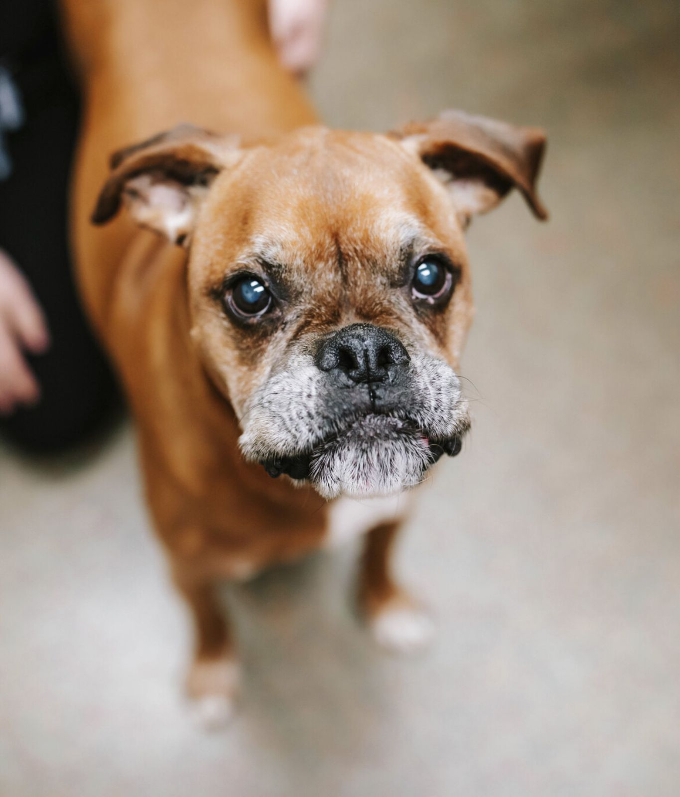 A brown dog standing on the floor