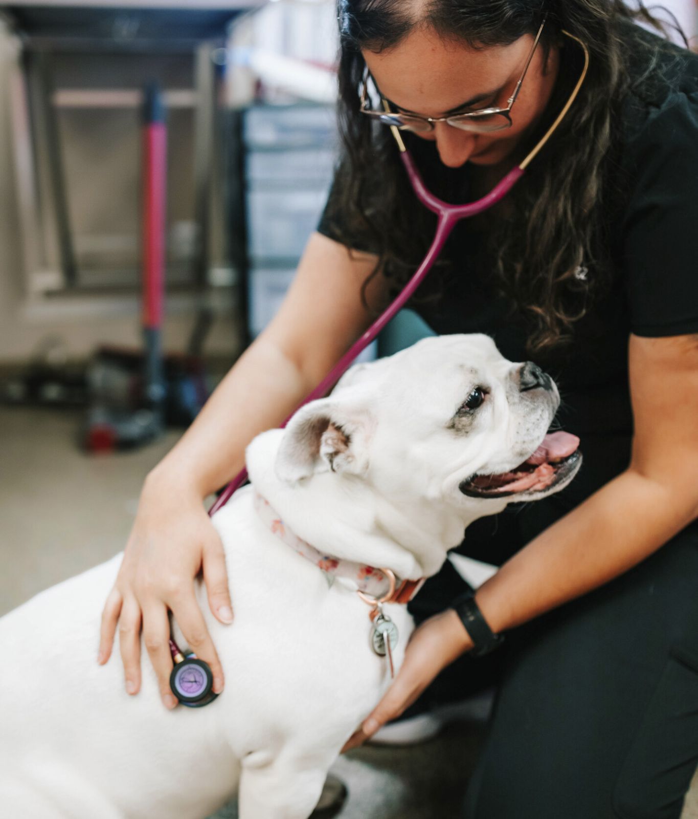 Vet examining a dog with a stethoscope