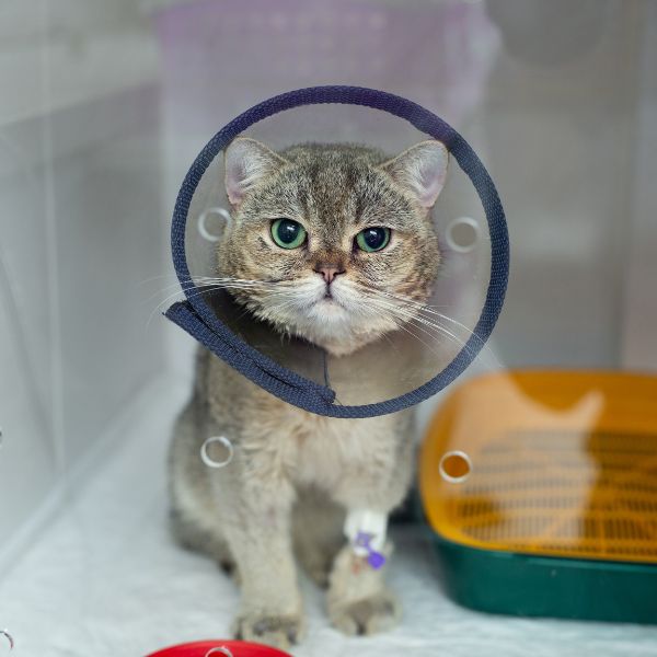 A cat wearing a surgery collar