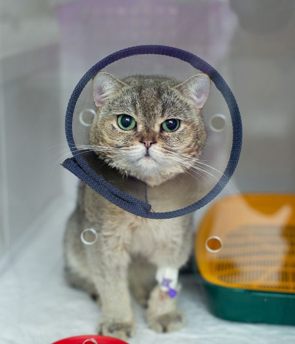 A cat wearing a surgery collar