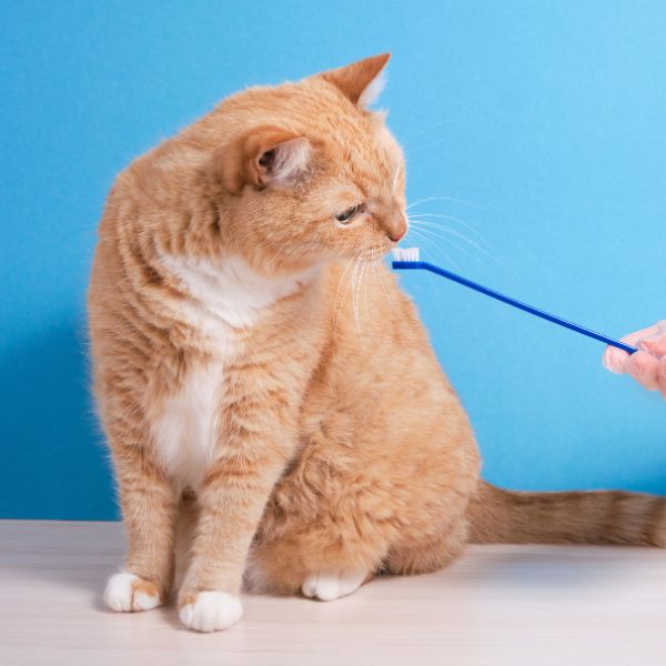 A person brushing a cat's teeth with a toothbrush