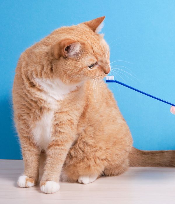 A person brushing a cat's teeth