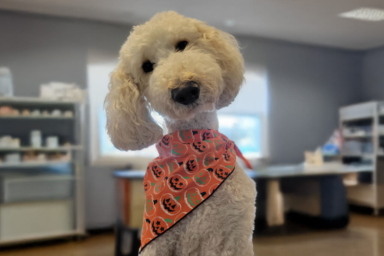 dog wearing a halloween bandana