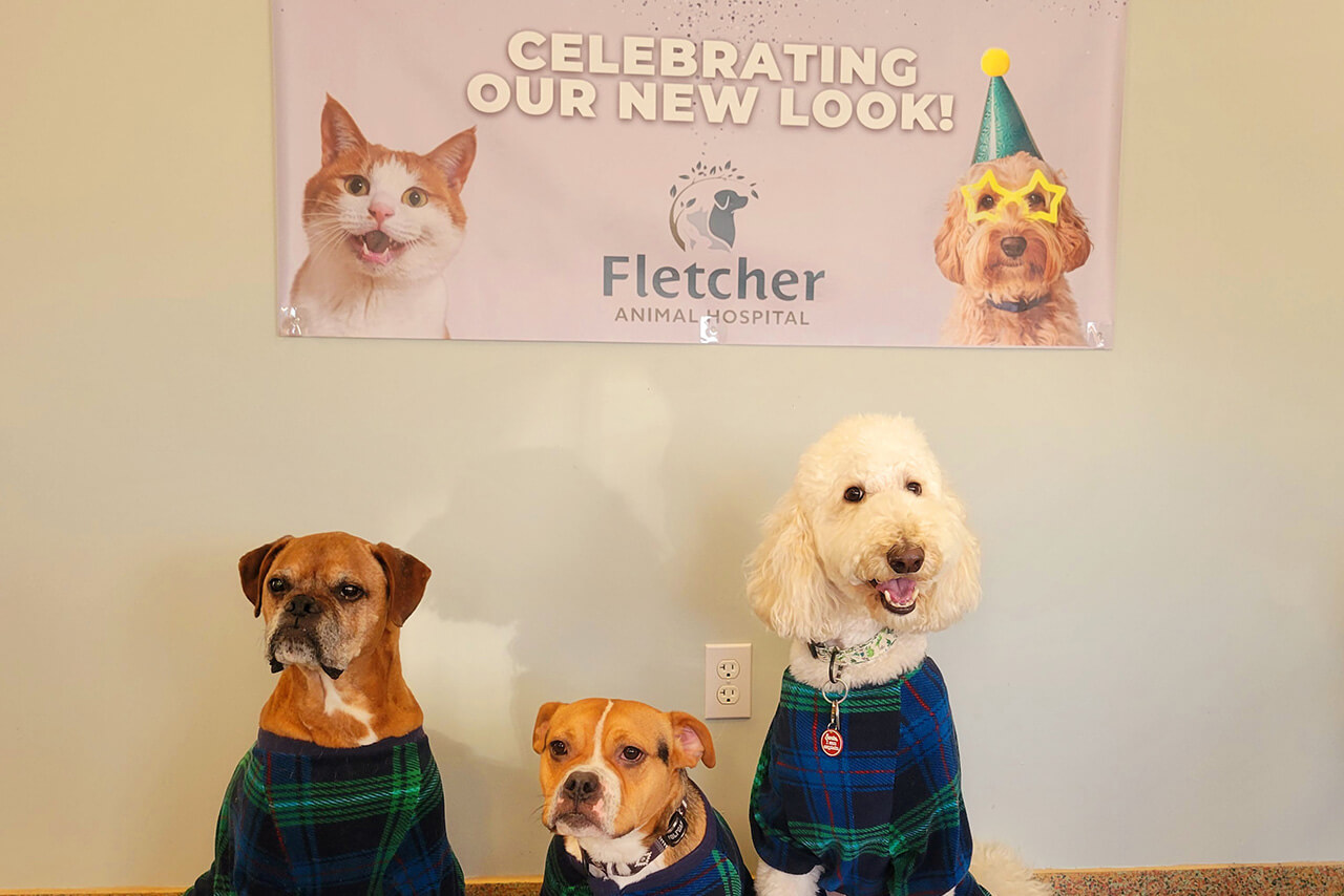 dogs sitting in front of a sign