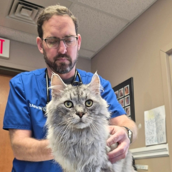 A lady vet examining a dog on a table