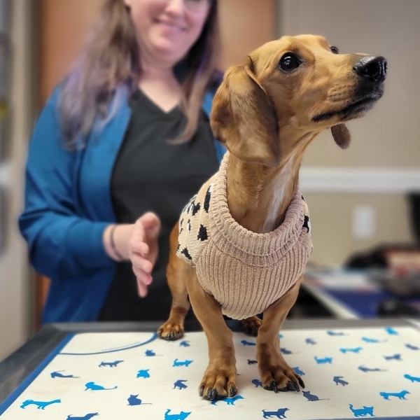 A vet examining a Pomeranian dog