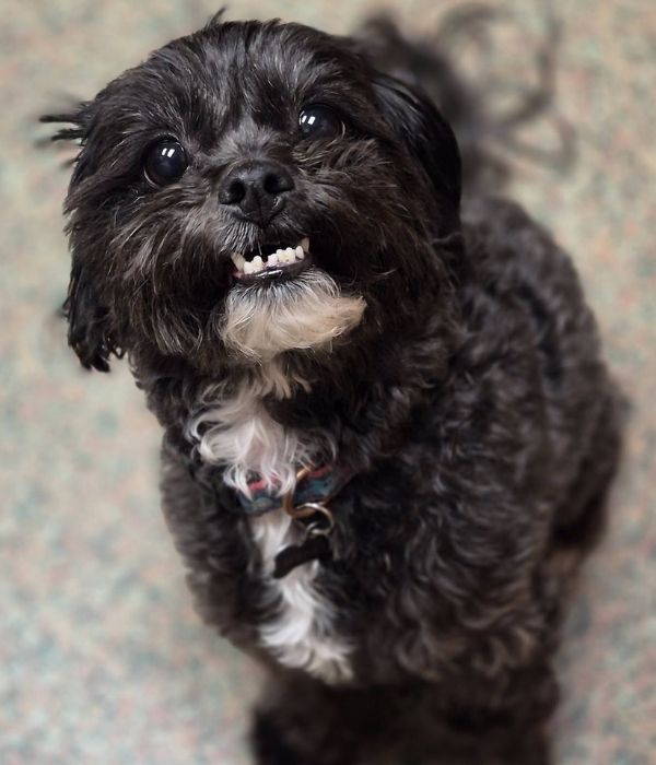 A black dog sitting on the floor
