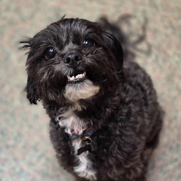 A black dog sitting on the floor
