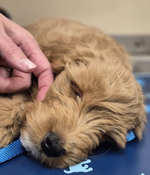 A person affectionately touching a dog