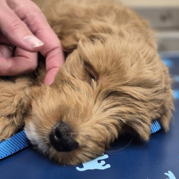 A person affectionately touching a dog